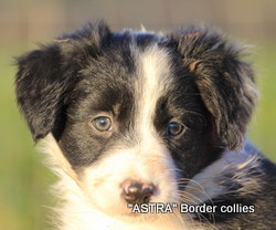 Black and white female, medium coat, border collie puppy